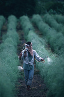 Asparagus Farming, Sarangani, Mindanao for Time Magazine